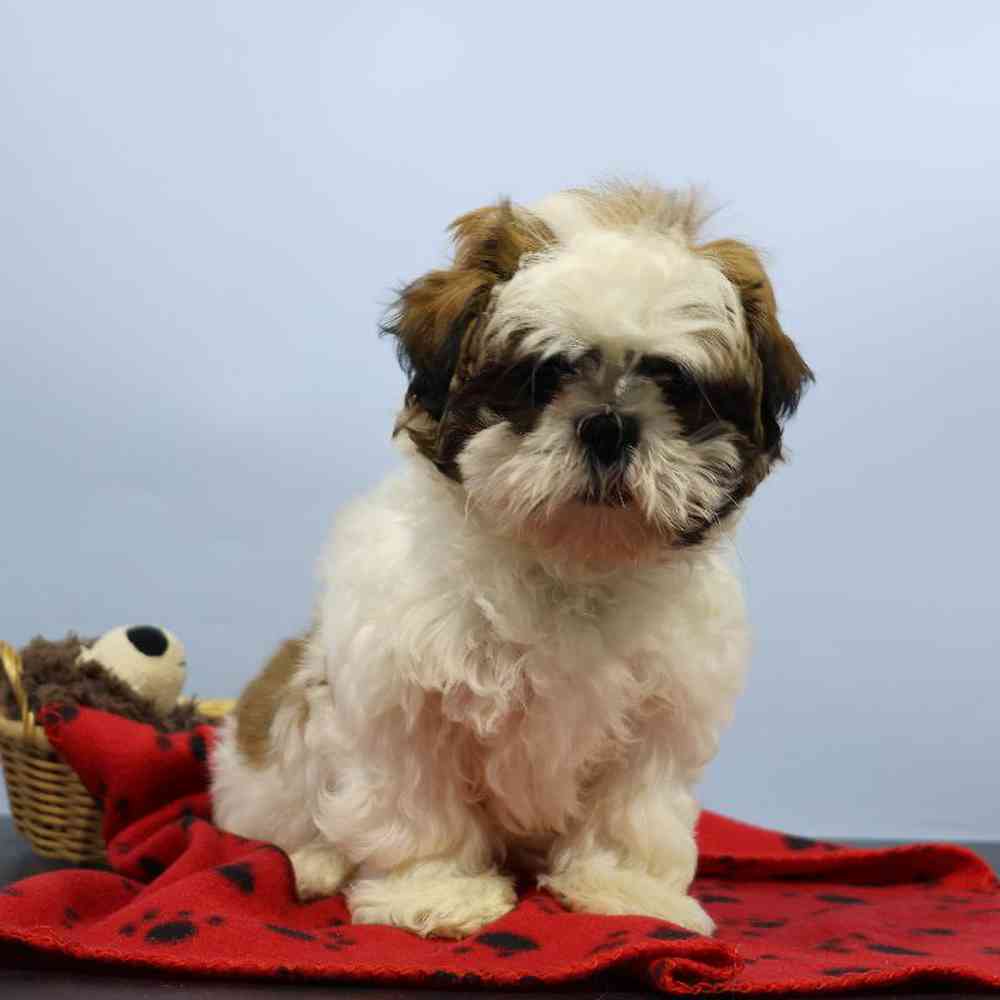 carousel pet images