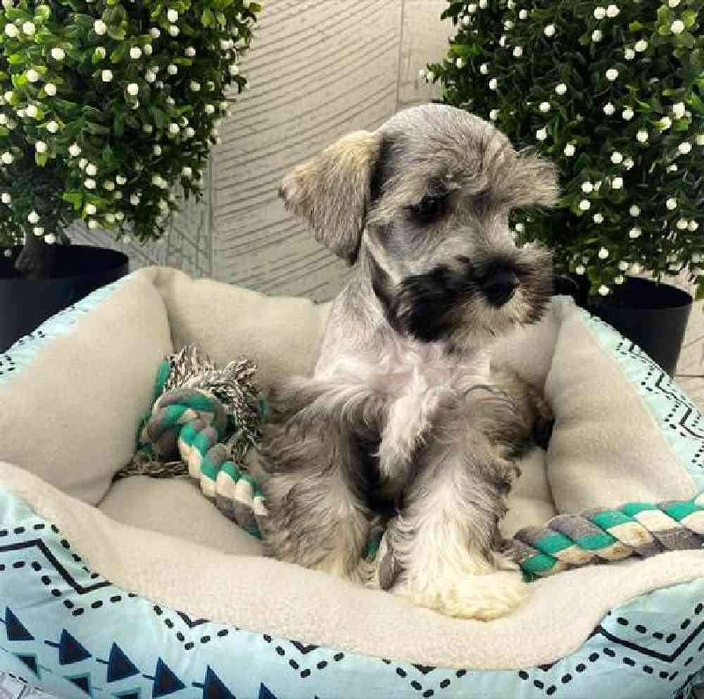 carousel pet images