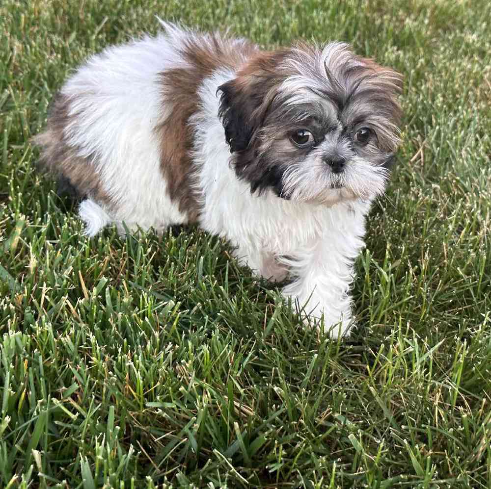 carousel pet images