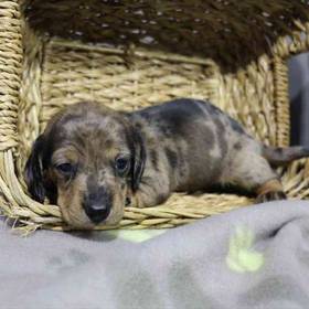 Dachshund