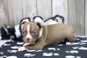 Boston Terrier