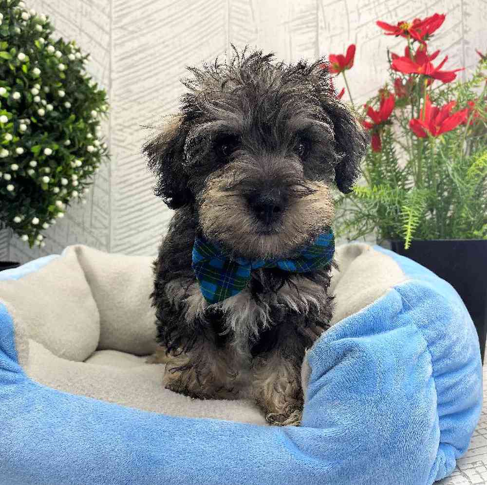carousel pet images