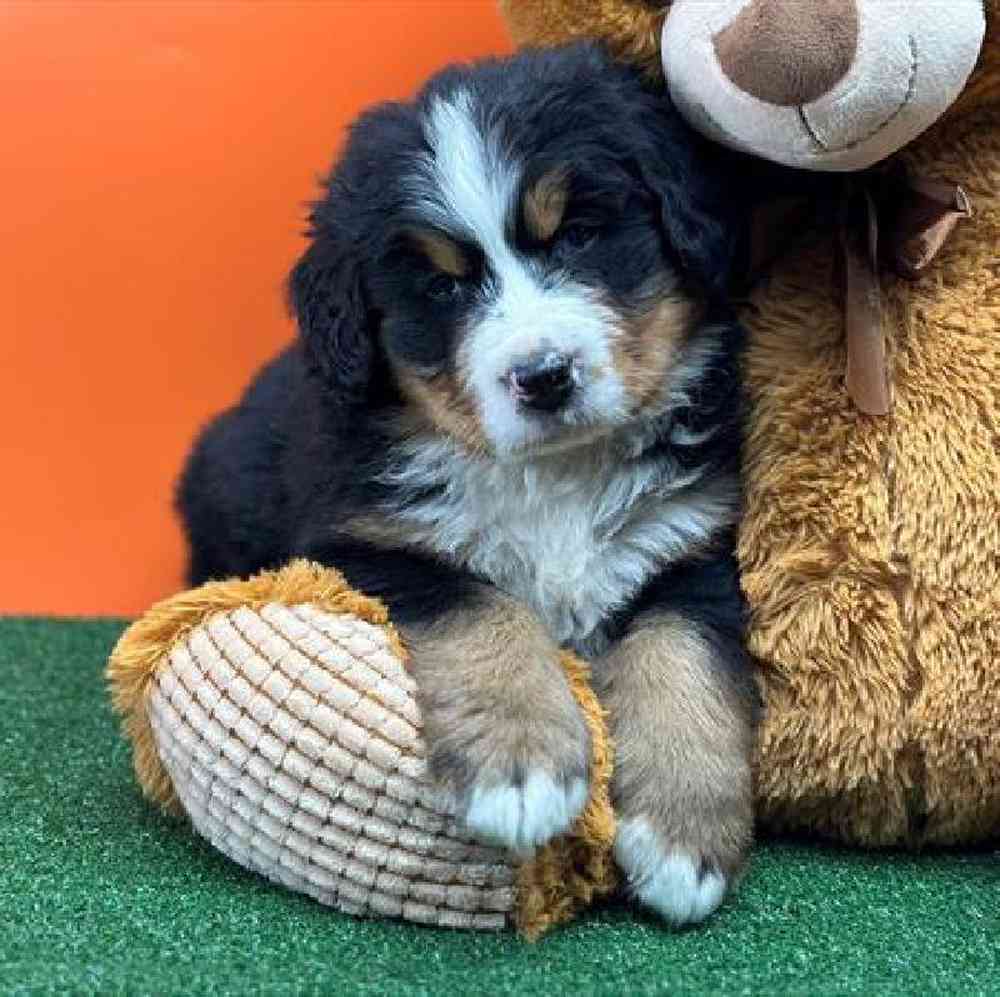 carousel pet images