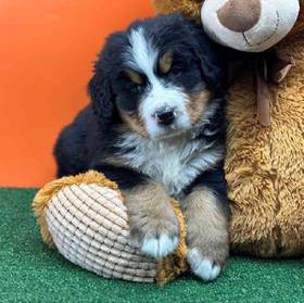 Bernese Mountain Dog