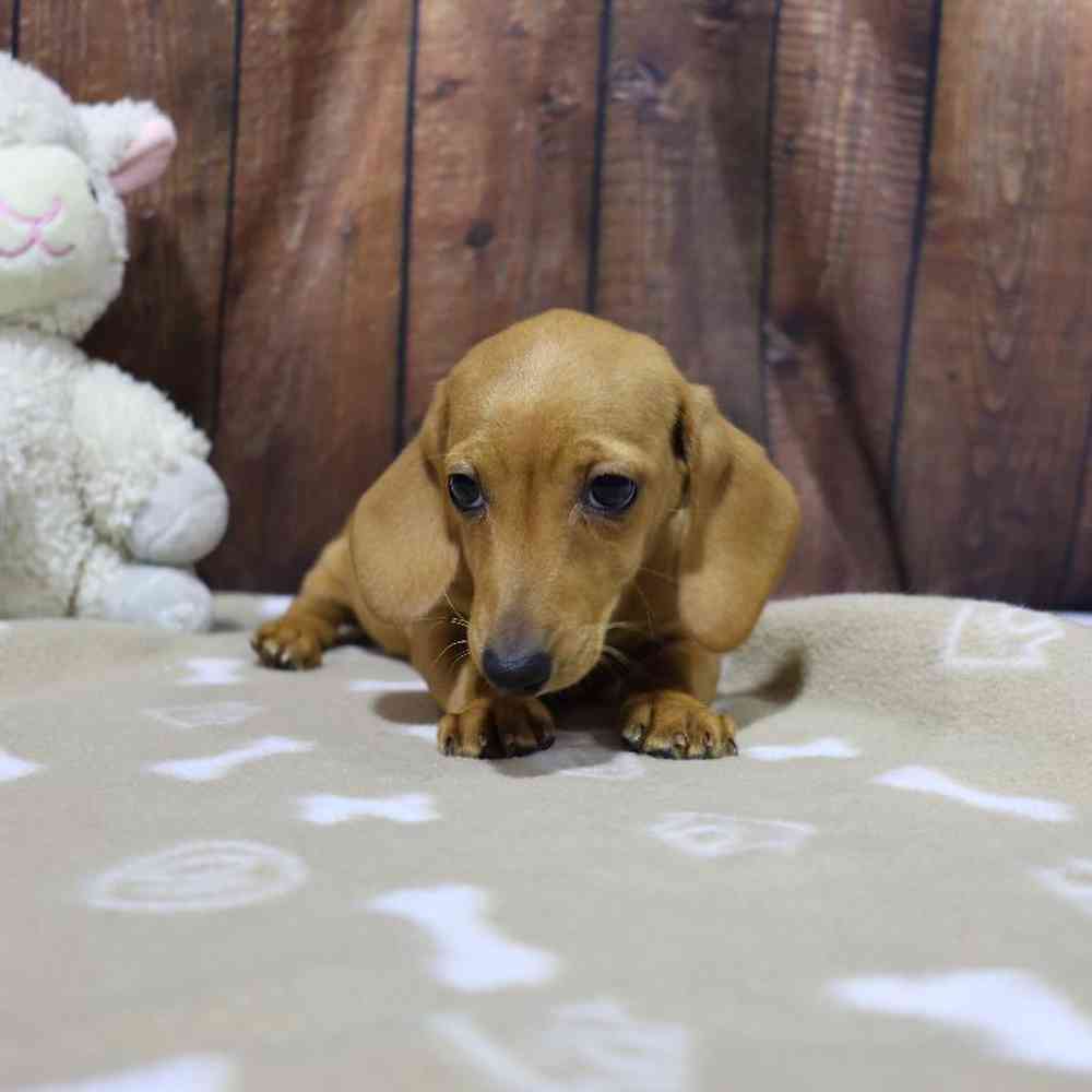 Female Dachshund Puppy for Sale in Millersburg, IN