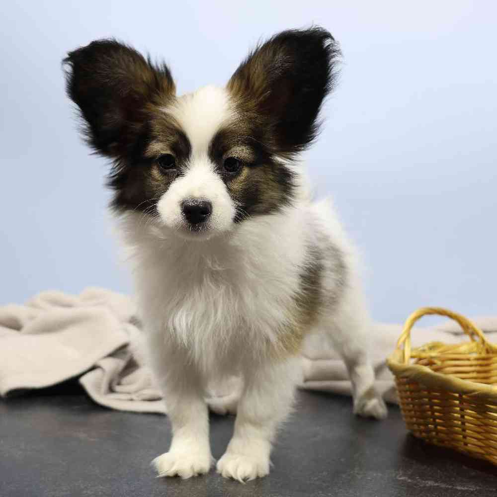 carousel pet images