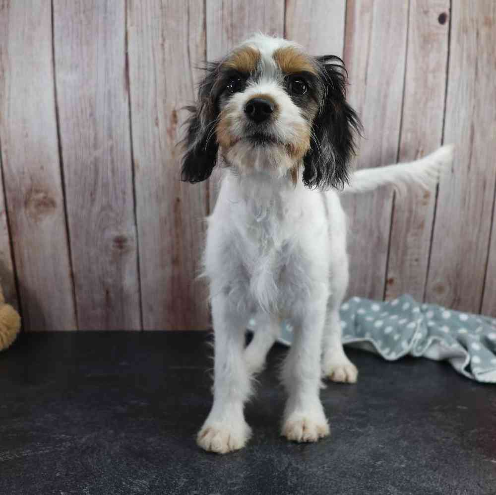 carousel pet images