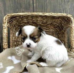 Papillon