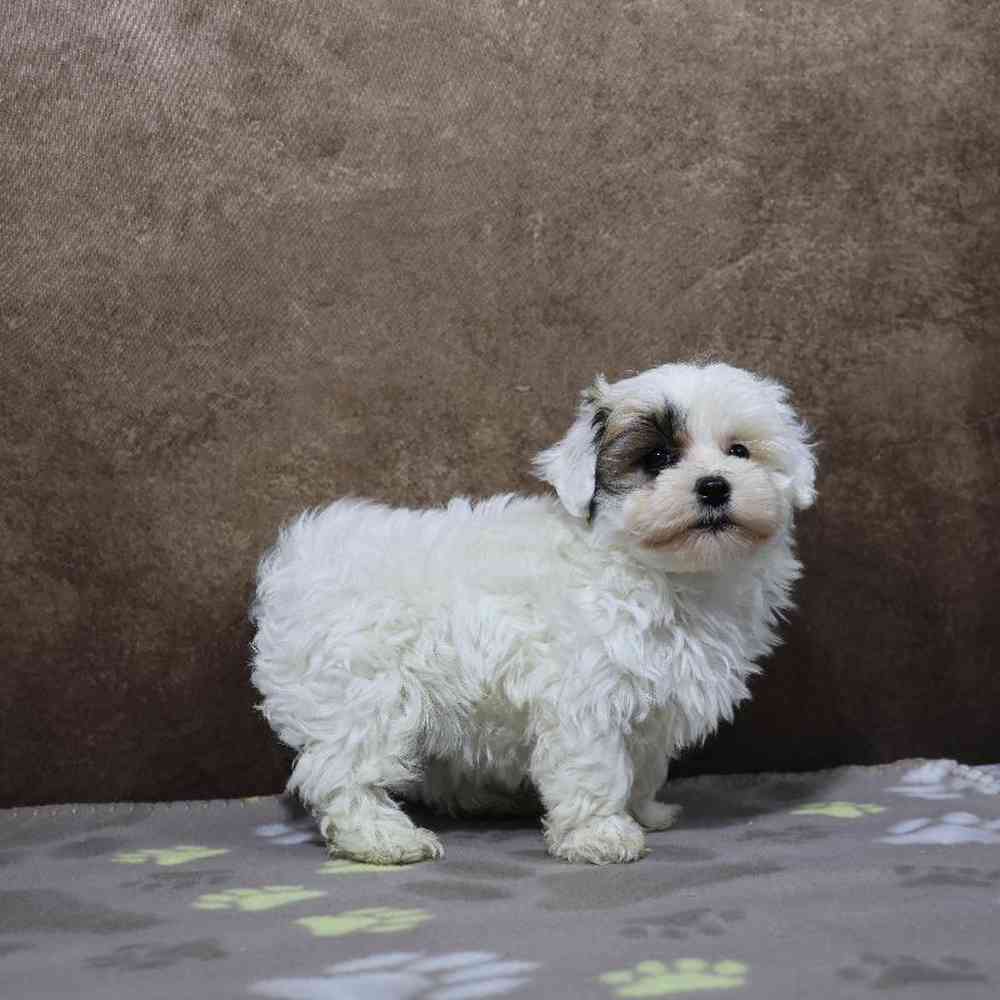 Male Maltipoo Puppy for Sale in Millersburg, IN