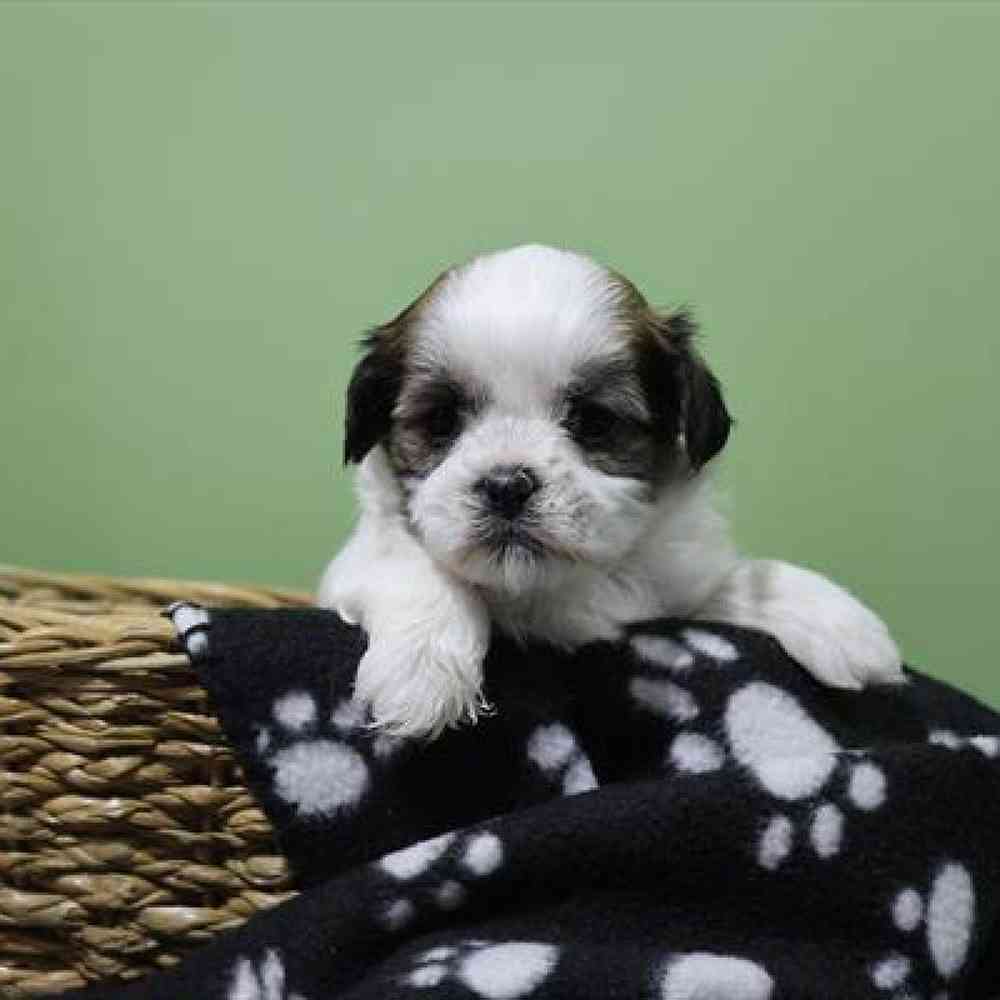 carousel pet images