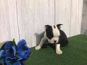 Boston Terrier