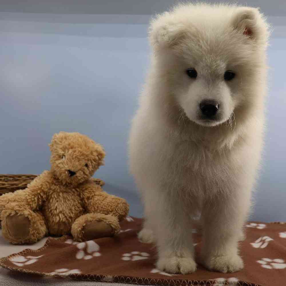 carousel pet images