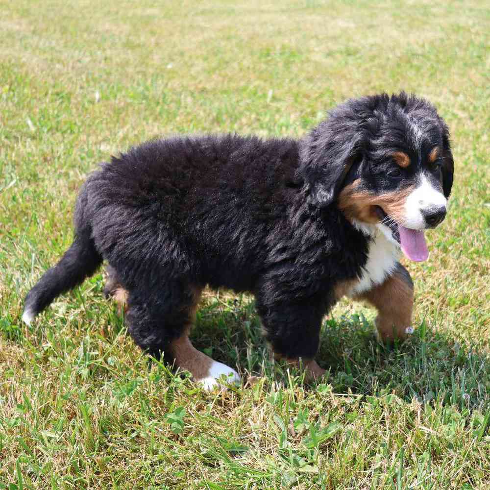 Female Bernese Mountain Dog Puppy for Sale in Millersburg, IN