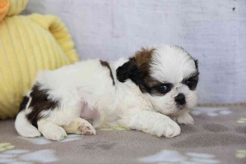 carousel pet images