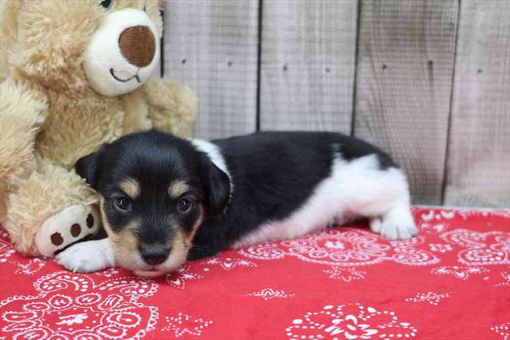 carousel pet images