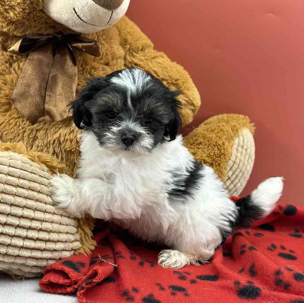 carousel pet images