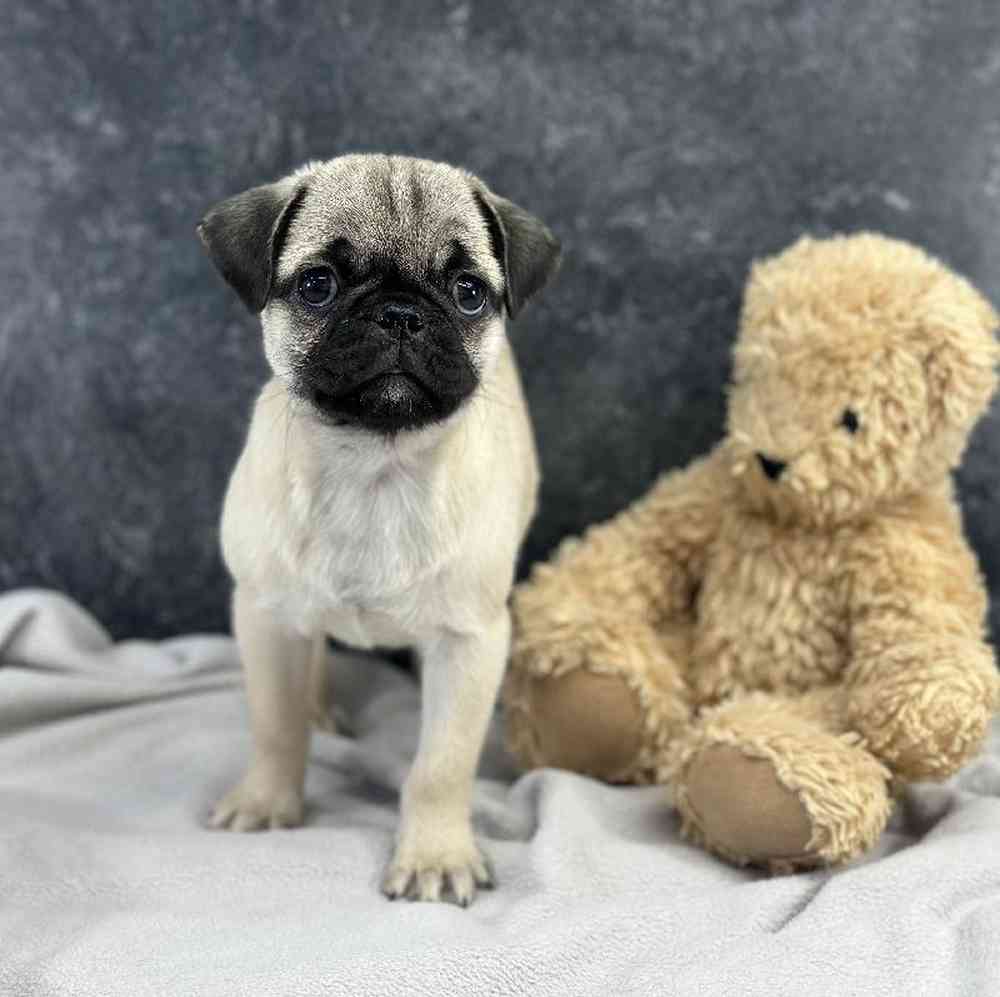 carousel pet images