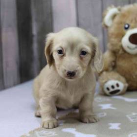 Dachshund