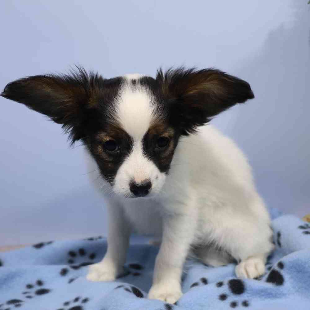 carousel pet images