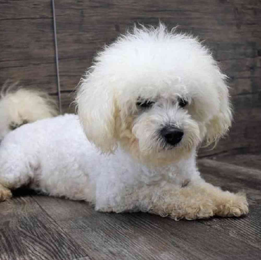 carousel pet images
