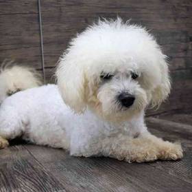 Bichon-Poodle