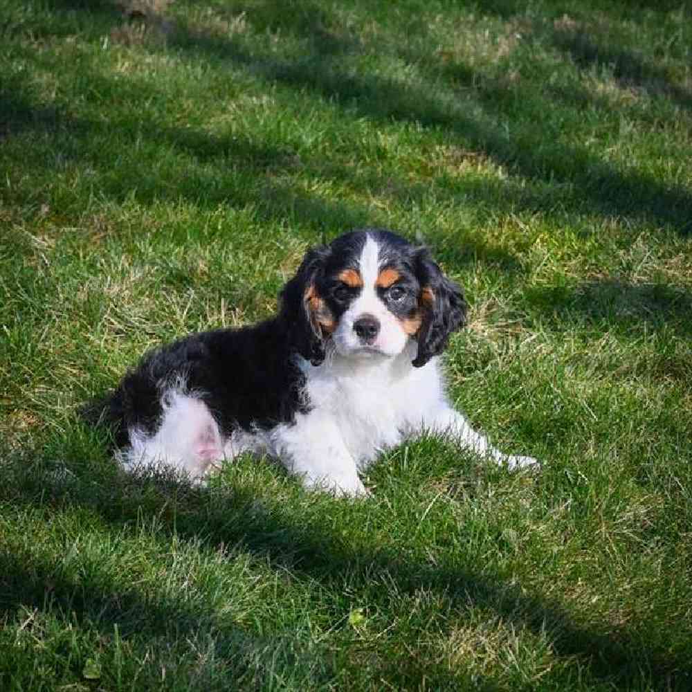 carousel pet images