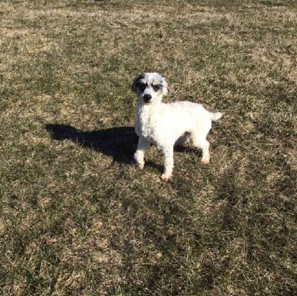Male Mini Poodle Puppy for Sale in Millersburg, IN