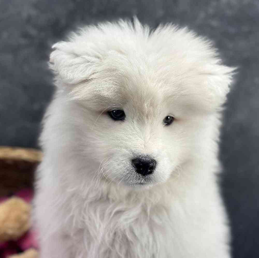 Female Samoyed Puppy for Sale in Millersburg, IN