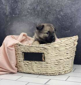 Norwegian Elkhound
