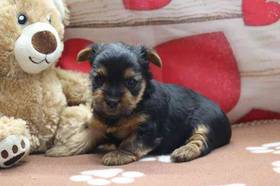 Yorkie