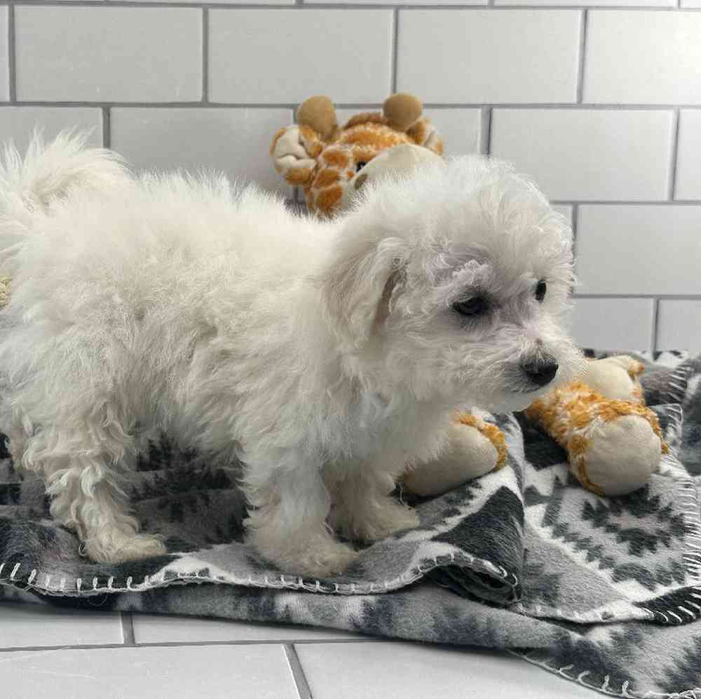 carousel pet images