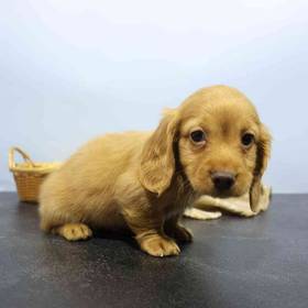 Dachshund