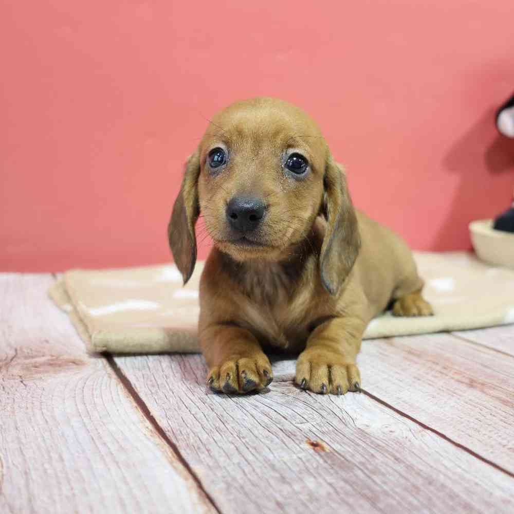 Female Dachshund Puppy for Sale in Millersburg, IN