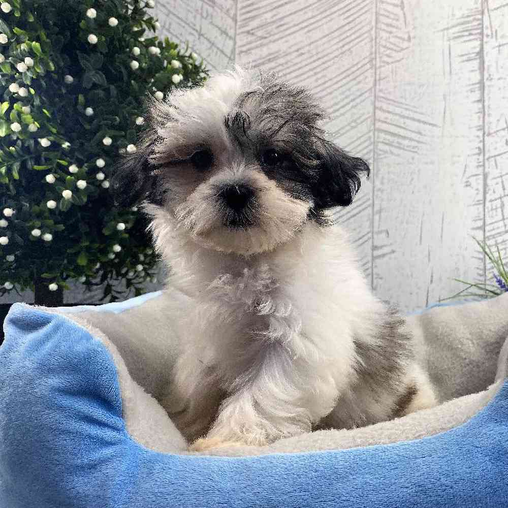 carousel pet images