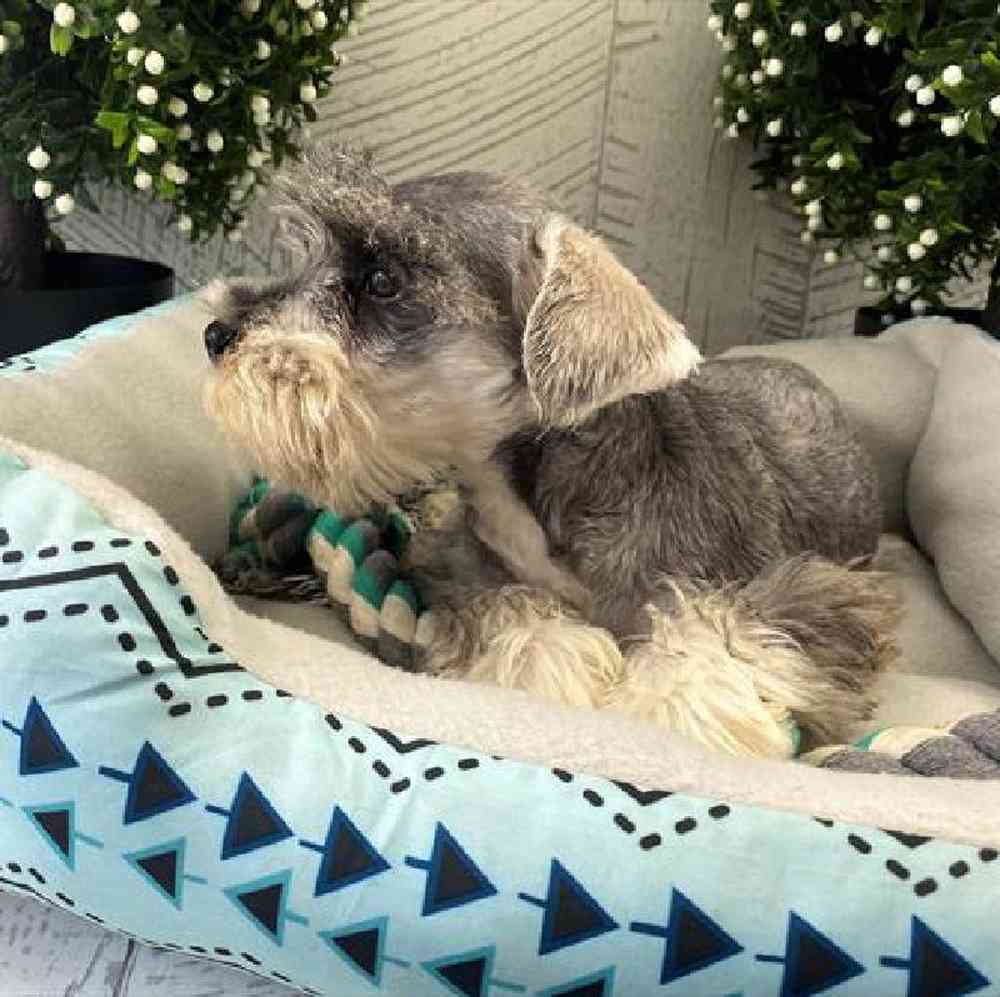 carousel pet images