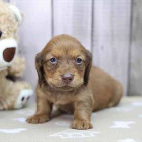 Dachshund