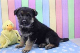German Shepherd