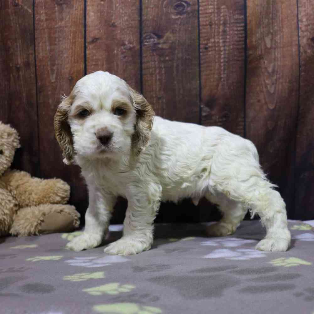 Male Cocker Spaniel Puppy for Sale in Millersburg, IN