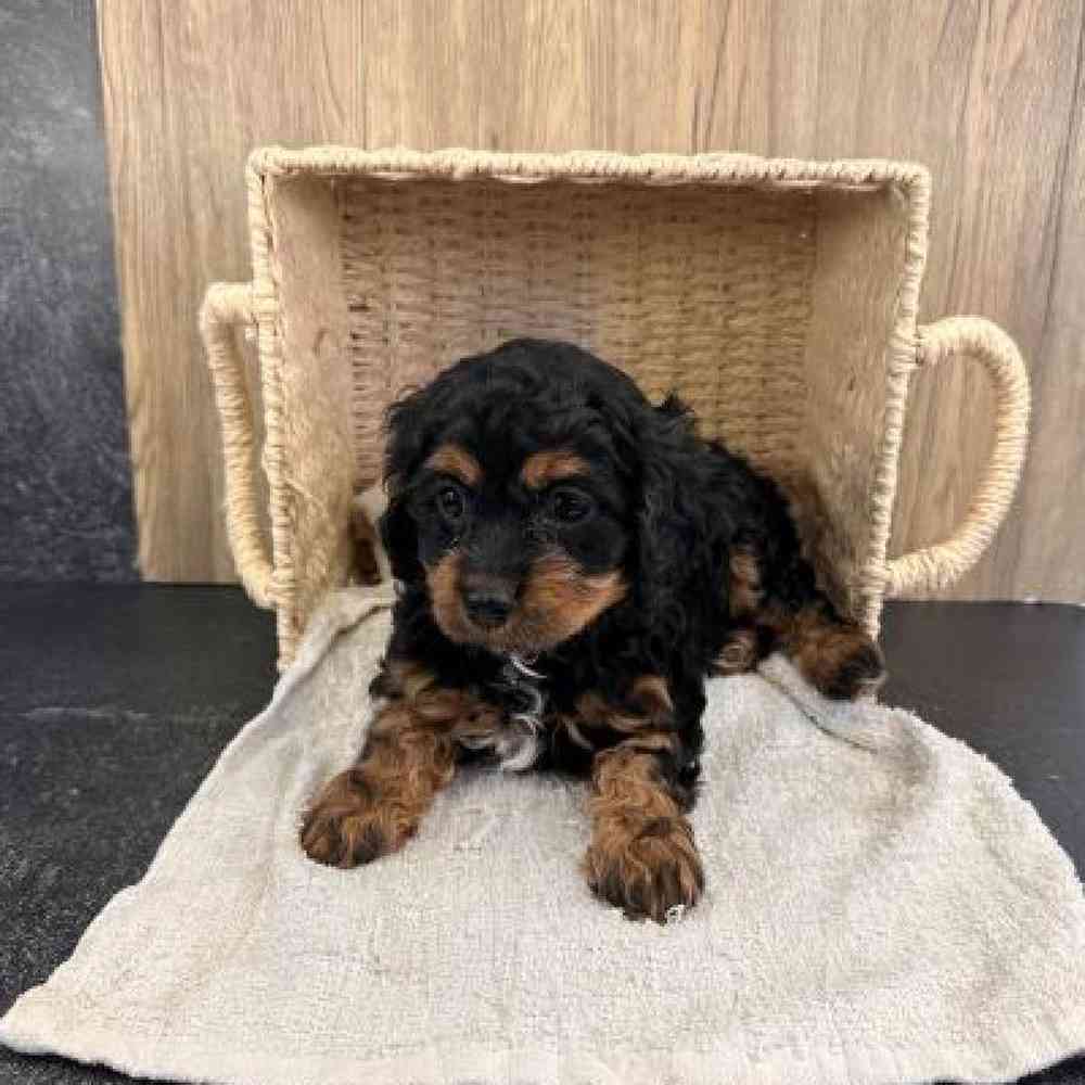 Female Cavapoo Puppy for Sale in Millersburg, IN