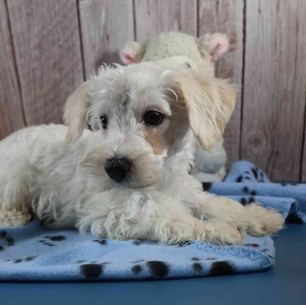 Male Schnoodle Puppy for Sale in Millersburg, IN