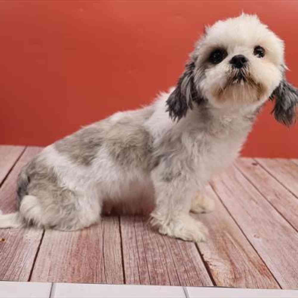 carousel pet images