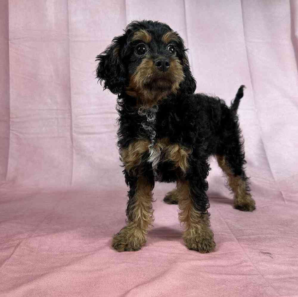 Female Cavapoo Puppy for Sale in Millersburg, IN