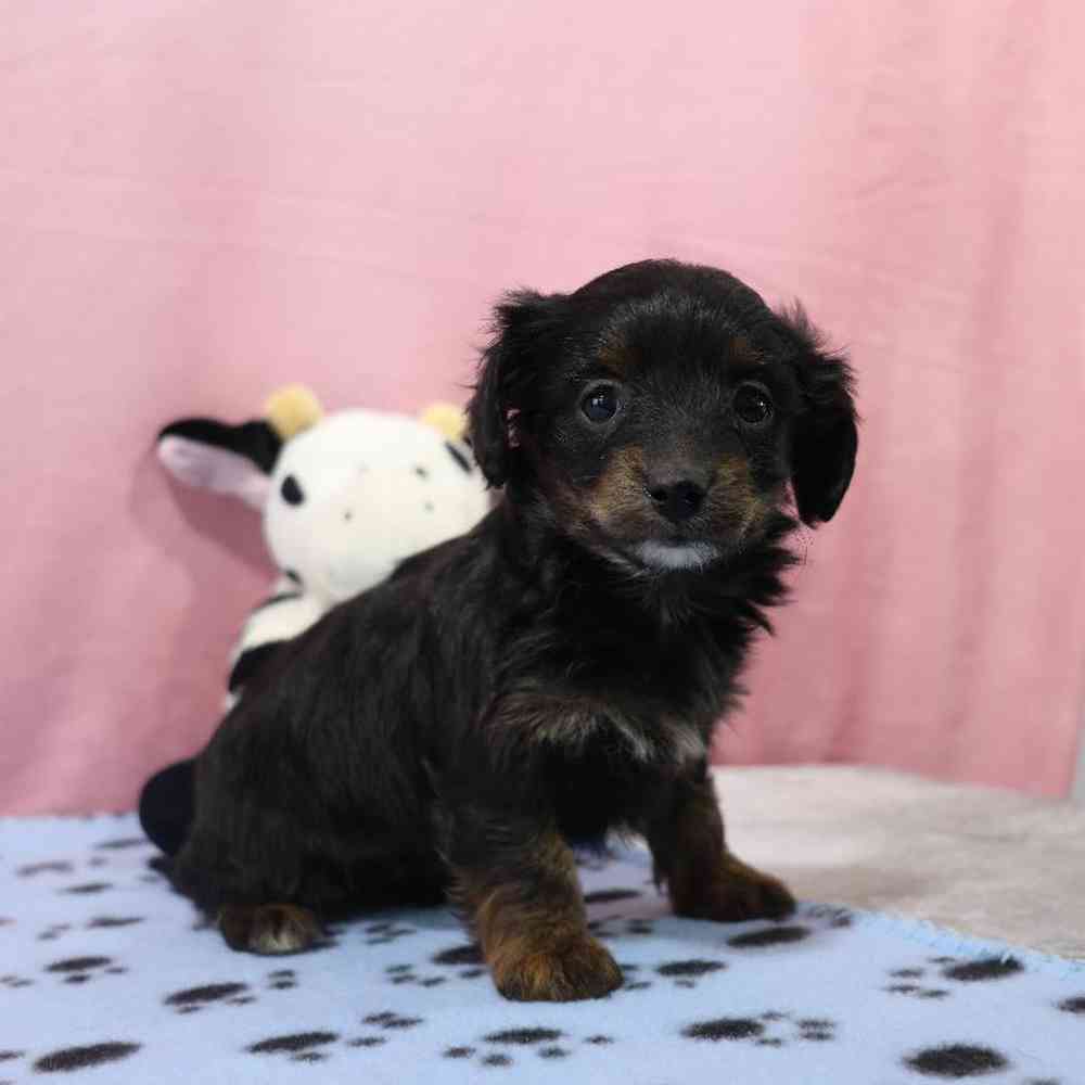 Female Doxiepoo Puppy for Sale in Millersburg, IN