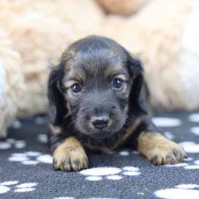 Dachshund