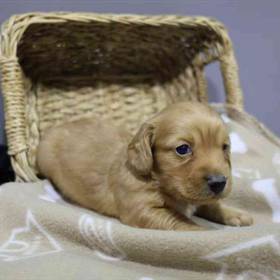 Dachshund
