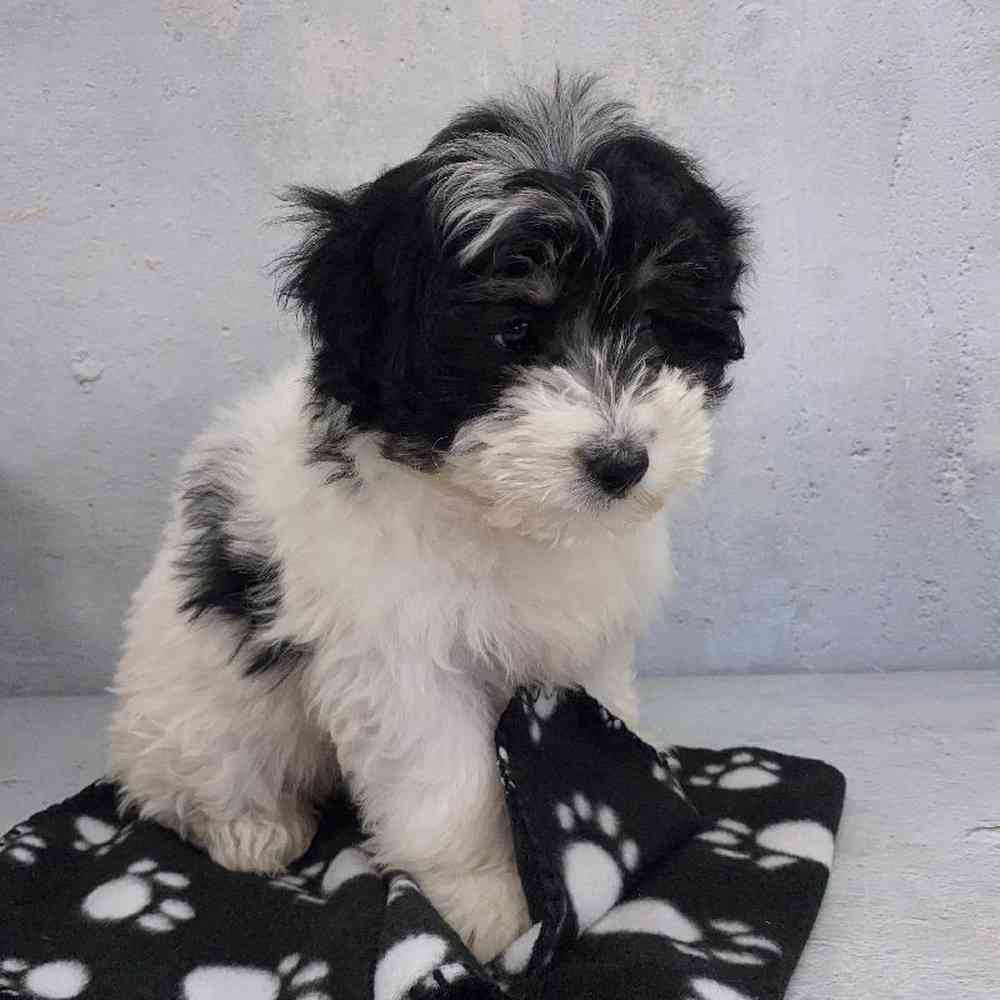 Female Sammypoo Puppy for Sale in Millersburg, IN