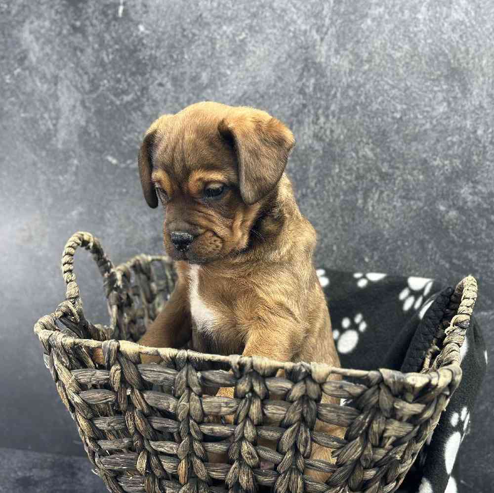 carousel pet images