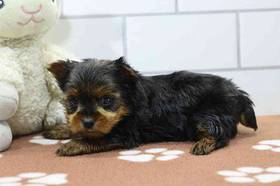 Yorkie