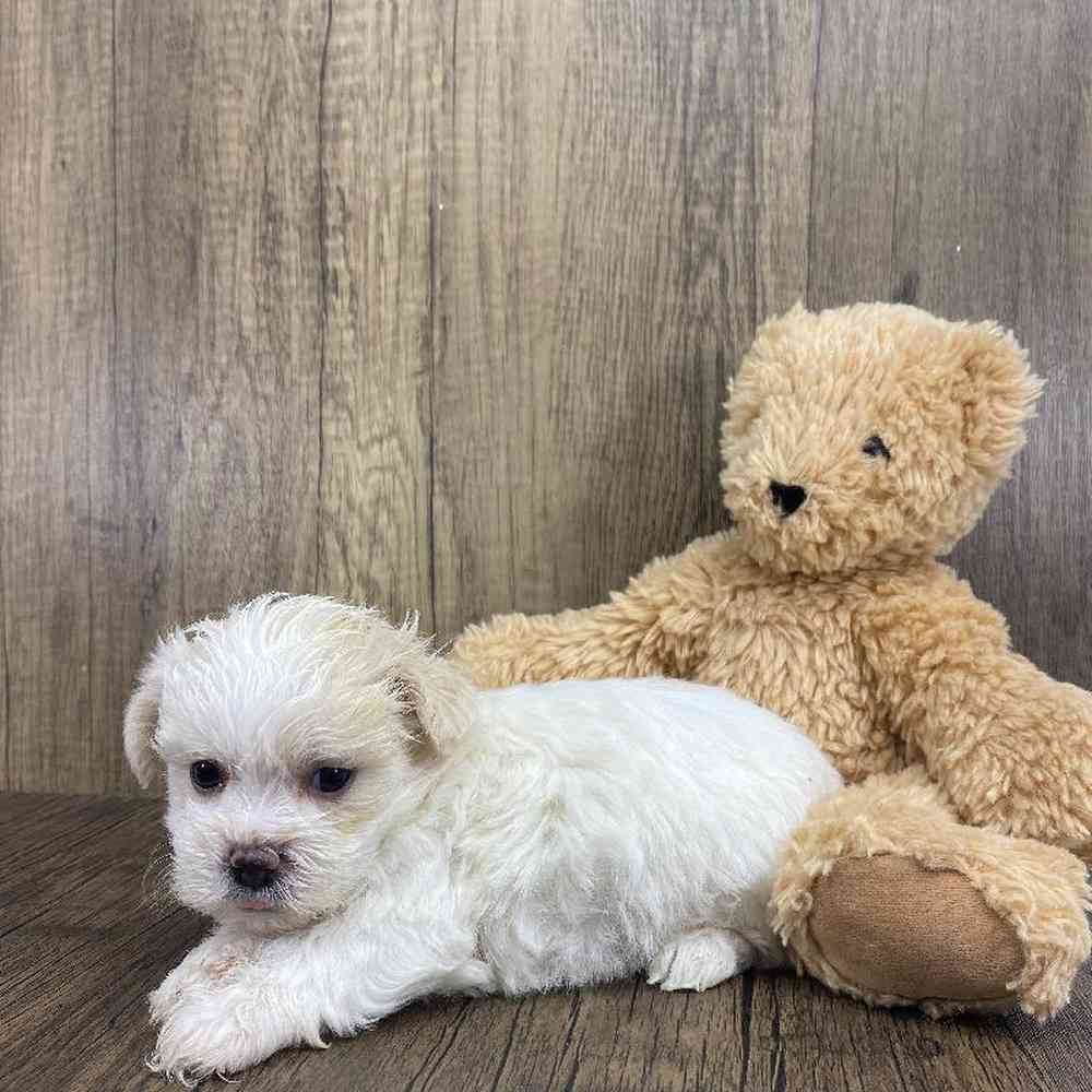 Male Shichon Puppy for Sale in Millersburg, IN