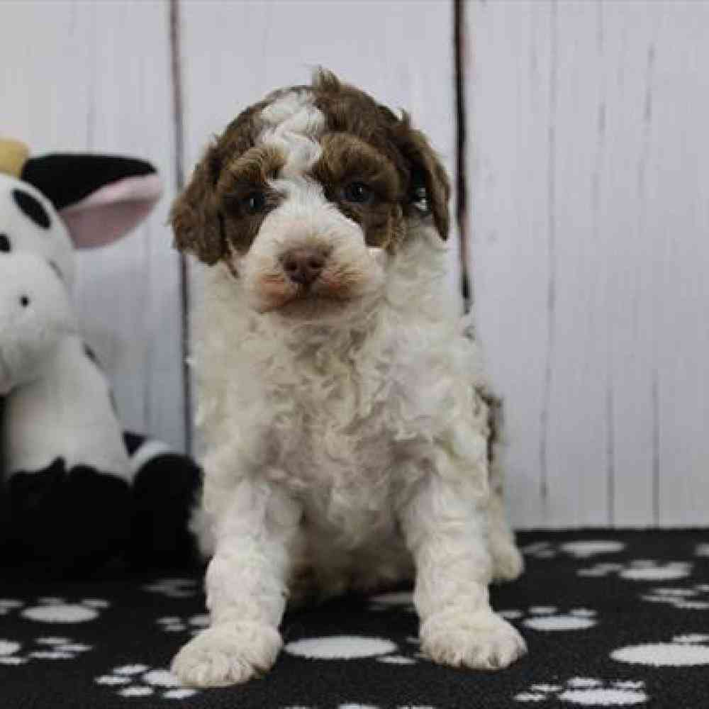 carousel pet images